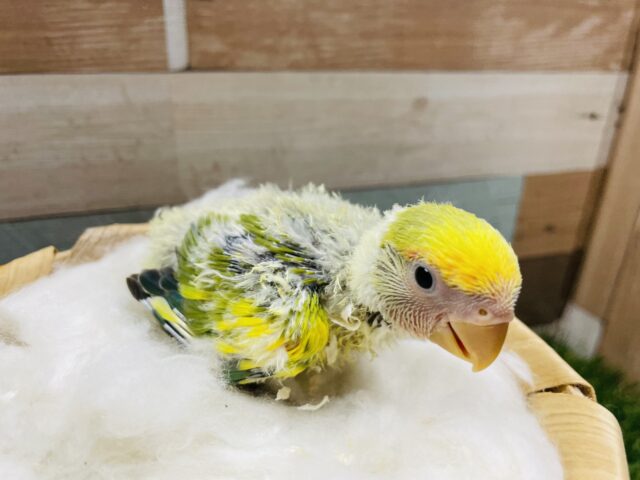 コザクラインコ（小桜インコ）