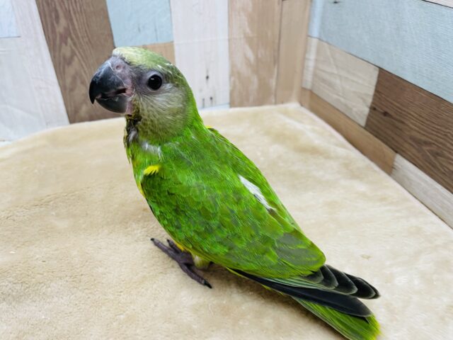 セネガルパロット