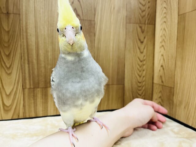 オカメインコ