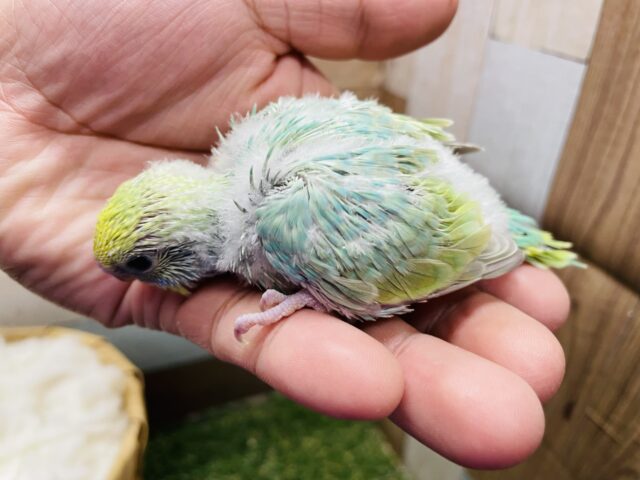 セキセイインコ