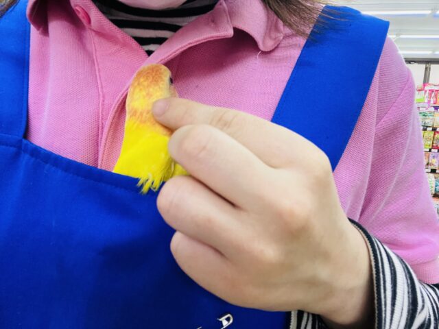 コザクラインコ（小桜インコ）