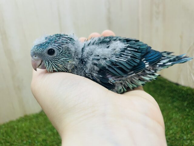 サザナミインコ