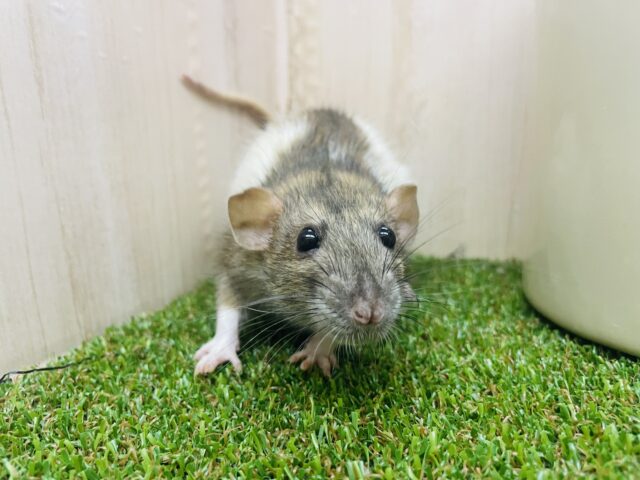 ファンシーラット