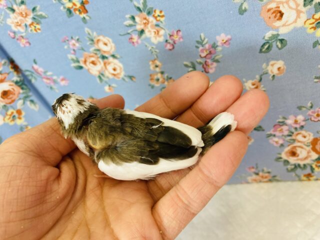 十姉妹（ジュウシマツ）