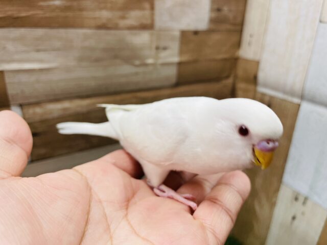セキセイインコ