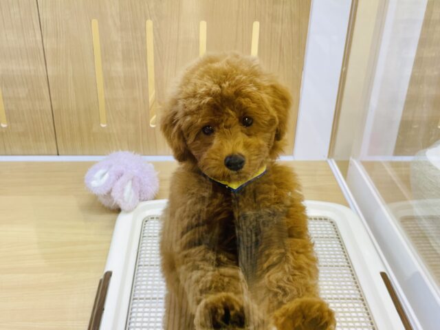 トイプードル