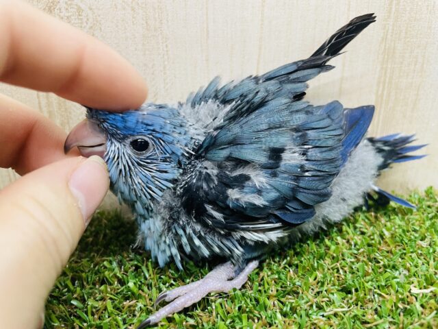 サザナミインコ