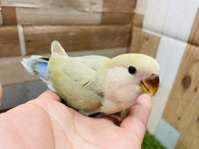コザクラインコ（小桜インコ）