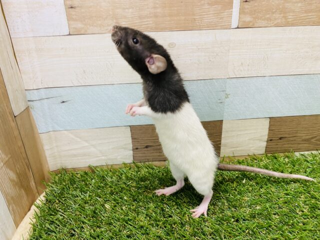 ファンシーラット