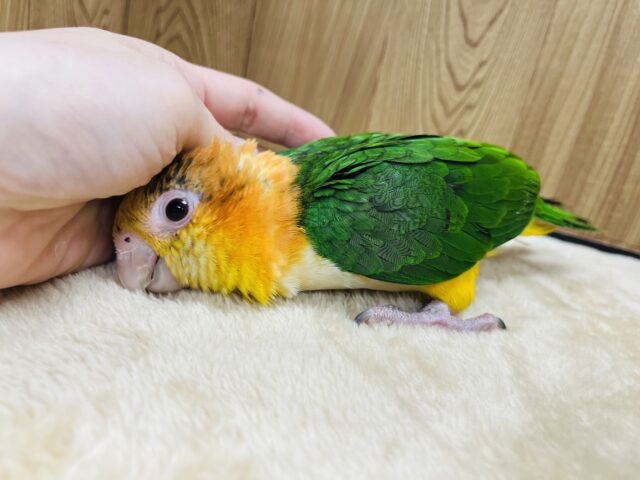 シロハラインコ
