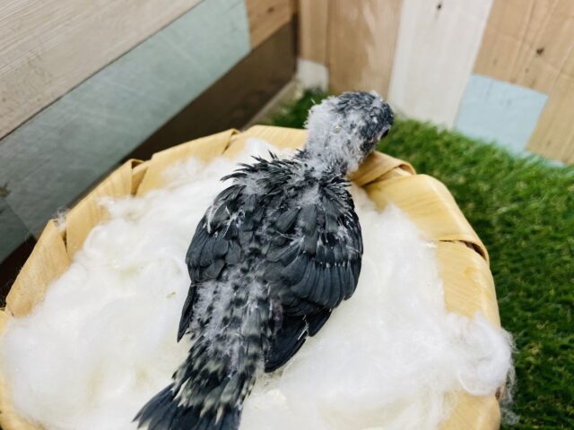 サザナミインコ