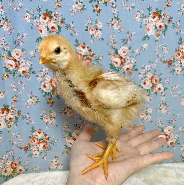 ボリスブラウン