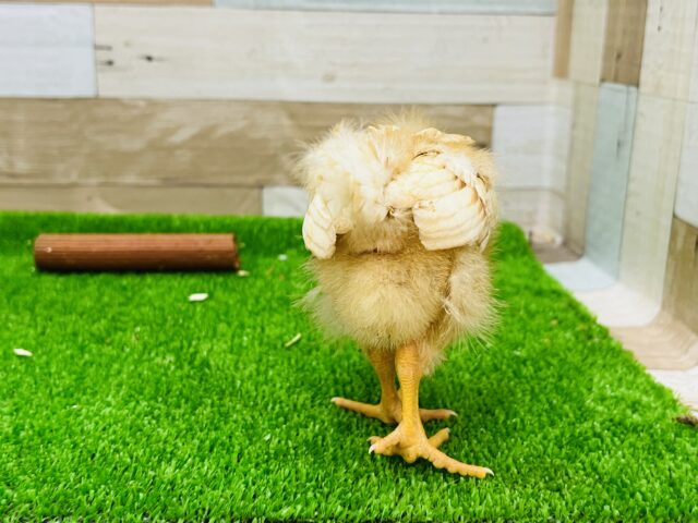 ボリスブラウン