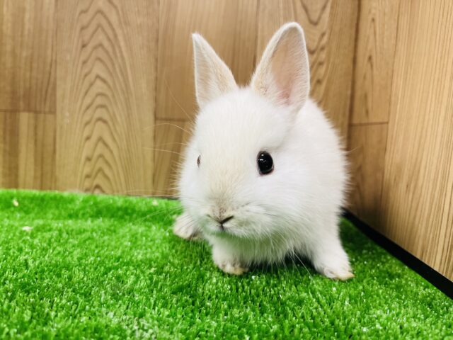 ドワーフラビット