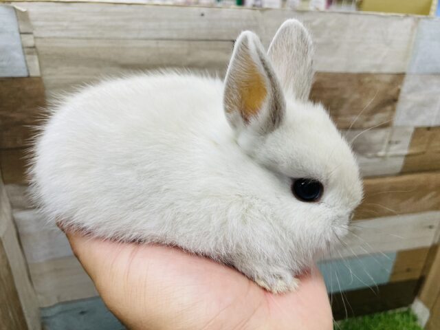 ネザーランドドワーフ