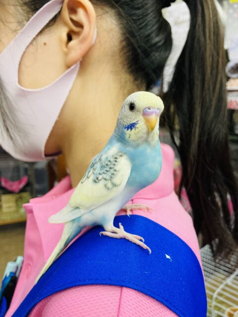 セキセイインコ