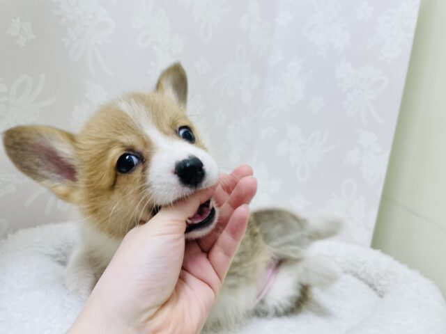 ウェルシュコーギー・ペンブローグ