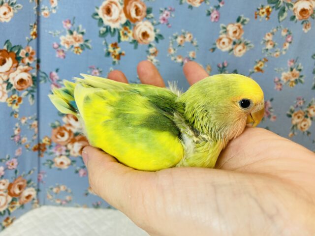 コザクラインコ（小桜インコ）