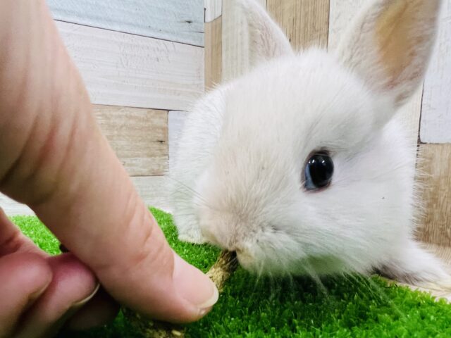 ネザーランドドワーフ