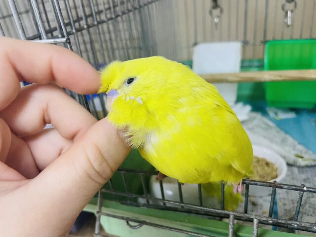 ジャンボセキセイインコ