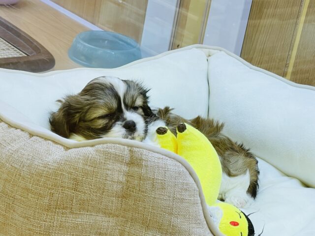 陽気にステップ〜✨ミックス犬(ペキニーズ×キャバリア)ちゃん! キャバペキ(ペキキャバ)