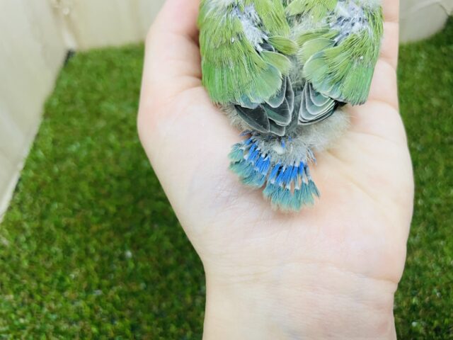 コザクラインコ（小桜インコ）