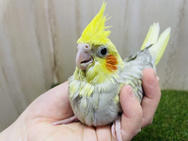 オカメインコ