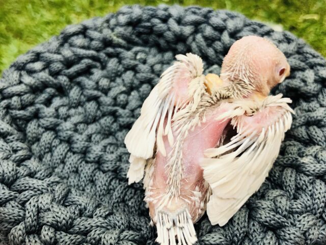 シルバーイノ文鳥