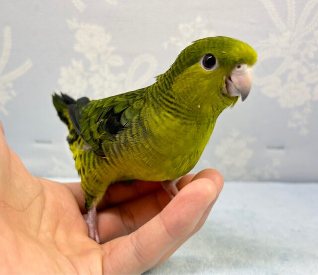 サザナミインコ