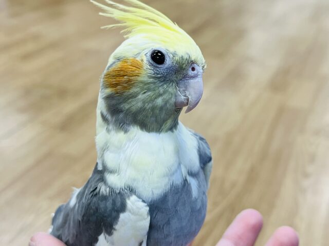 オカメインコ