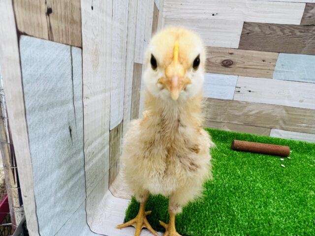 ボリスブラウン