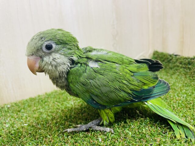 オキナインコ