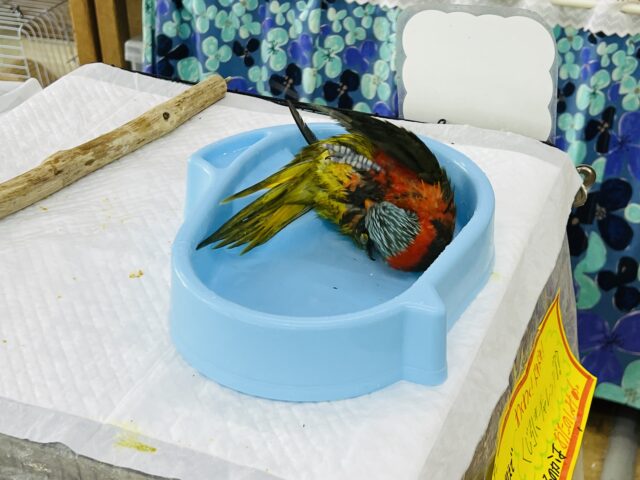 ゴシキセイガイインコ