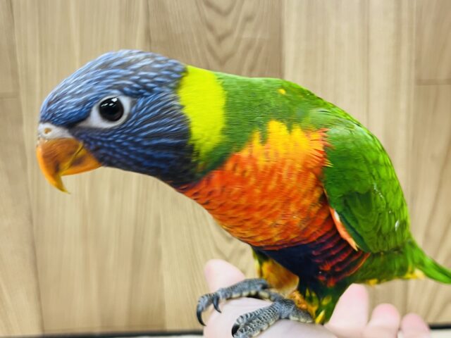 ゴシキセイガイインコ