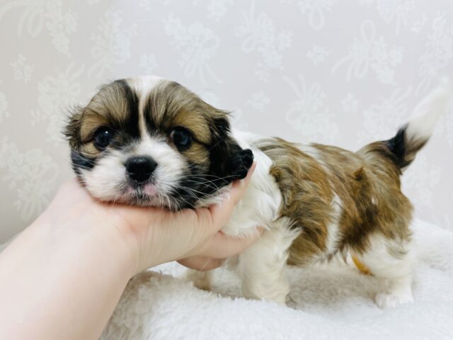 キャバペキ（ペキキャバ）