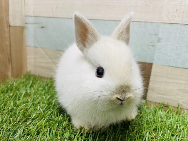 ネザーランドドワーフ