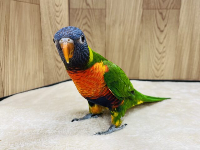 ゴシキセイガイインコ