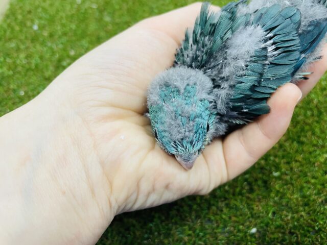 サザナミインコ