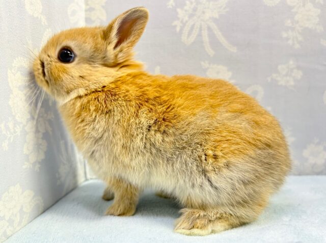 ネザーランドドワーフ