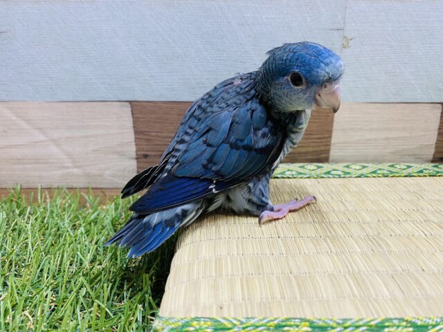 サザナミインコ