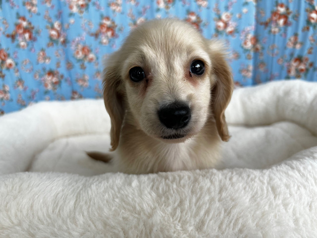 ミニチュアダックス