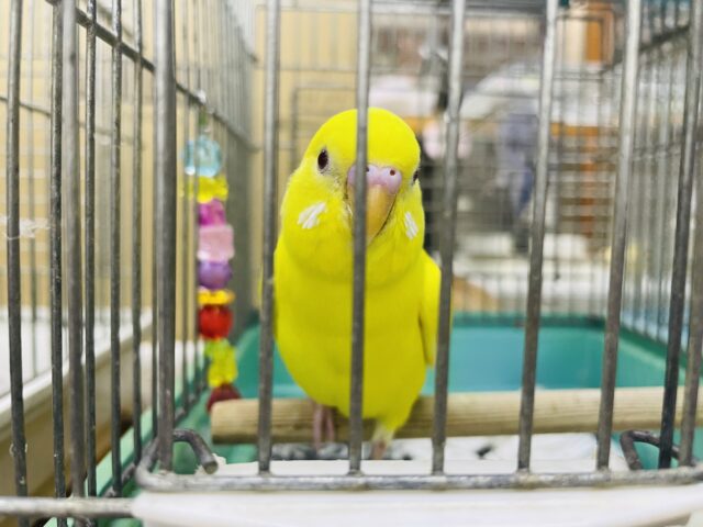 セキセイインコ
