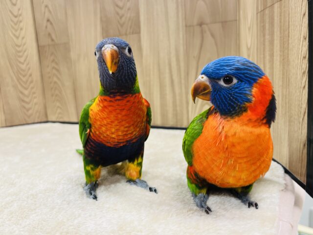 ゴシキセイガイインコ