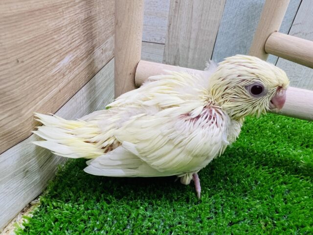 サザナミインコ