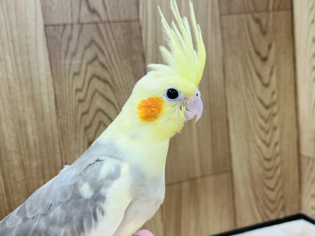 オカメインコ