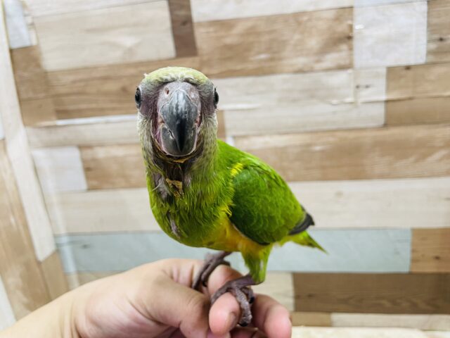 セネガルパロット