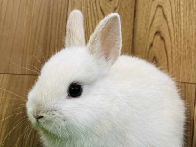 ドワーフラビット