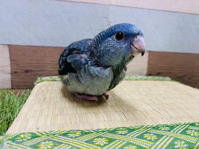 サザナミインコ