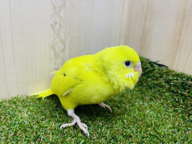 セキセイインコ