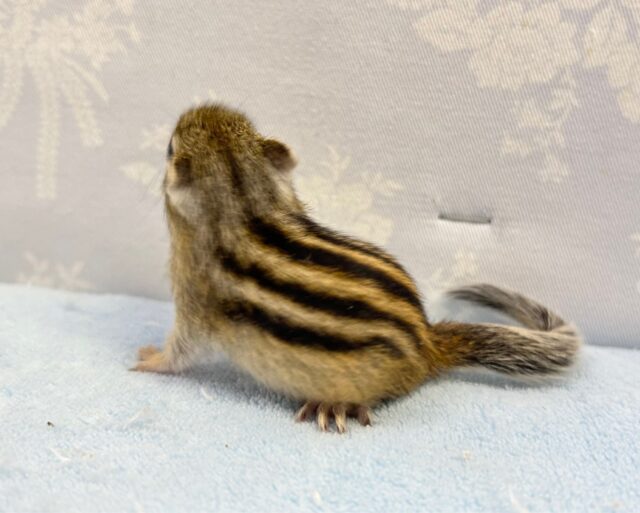 シマリス（ノーマル）